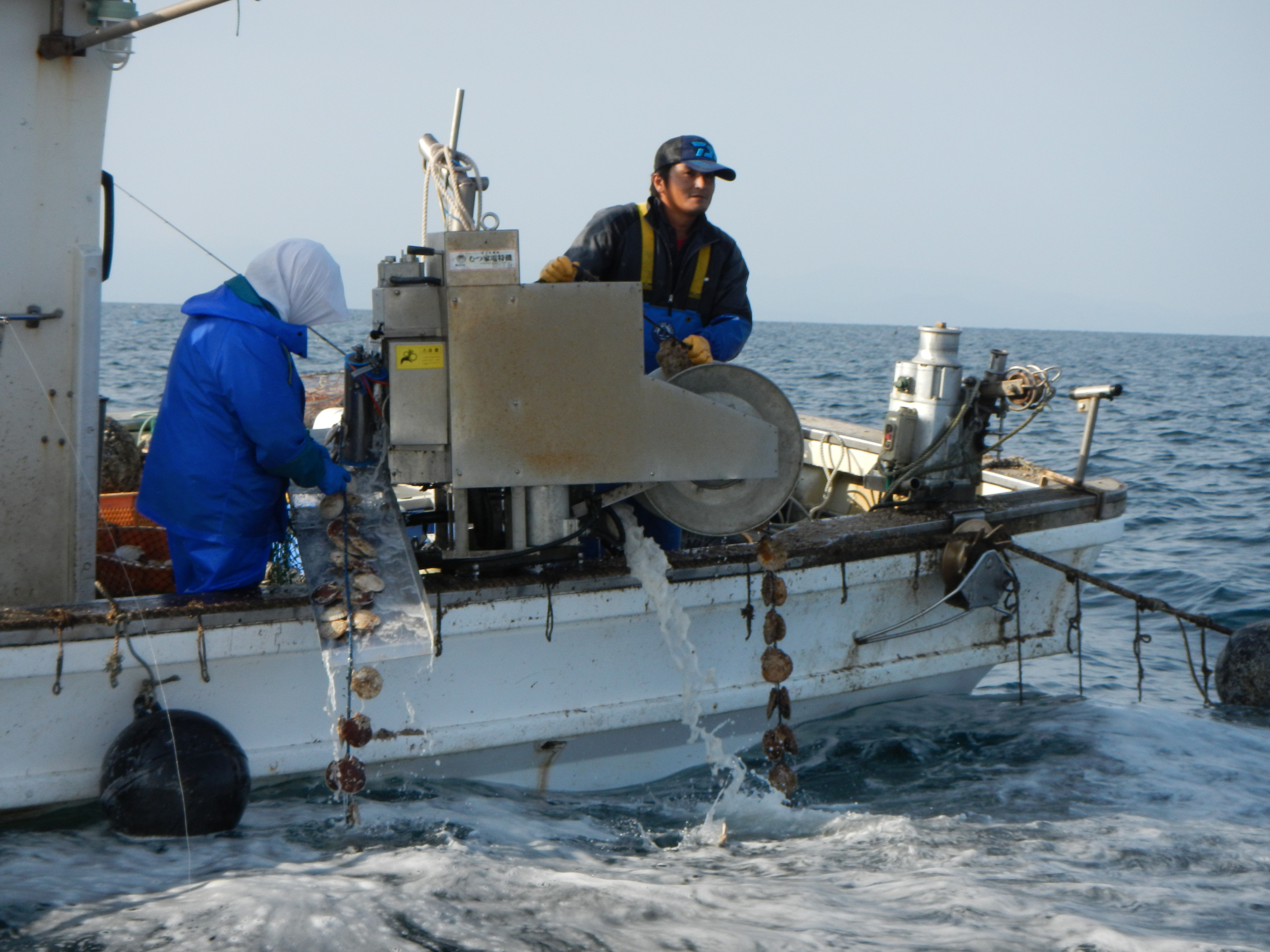 ホタテ漁写真1
